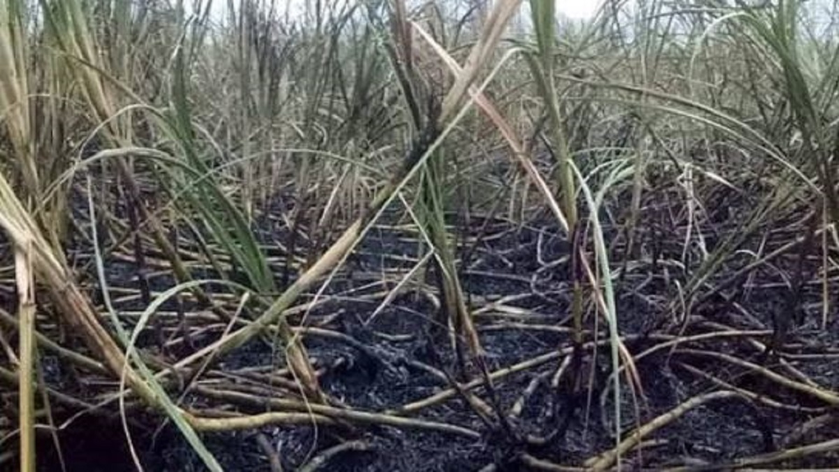 sugarcane burnt wanewadi