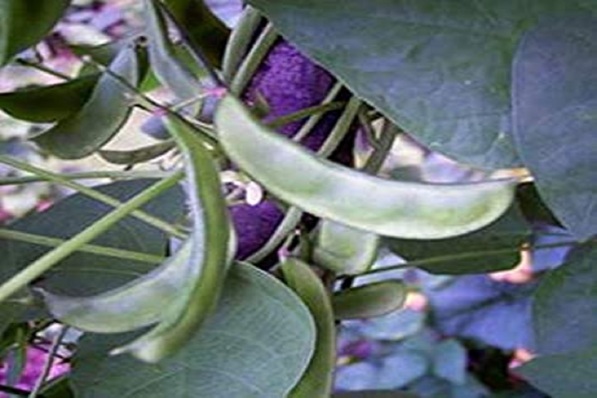 lima beans crop