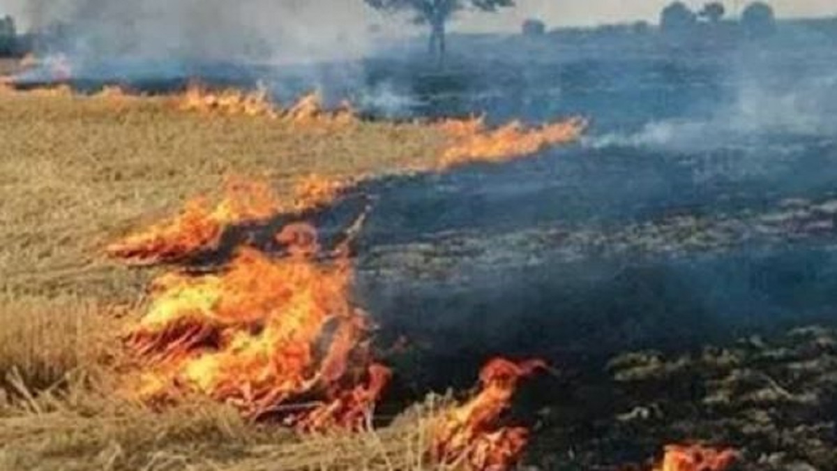 farmers burn chachat