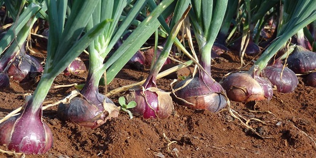 Onion Crop