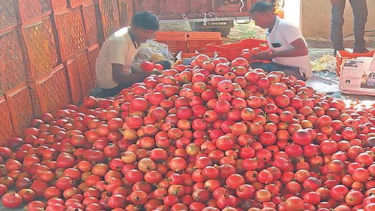 Pomegranate rate