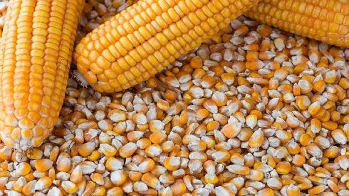 Record prices for maize in Nandurbar