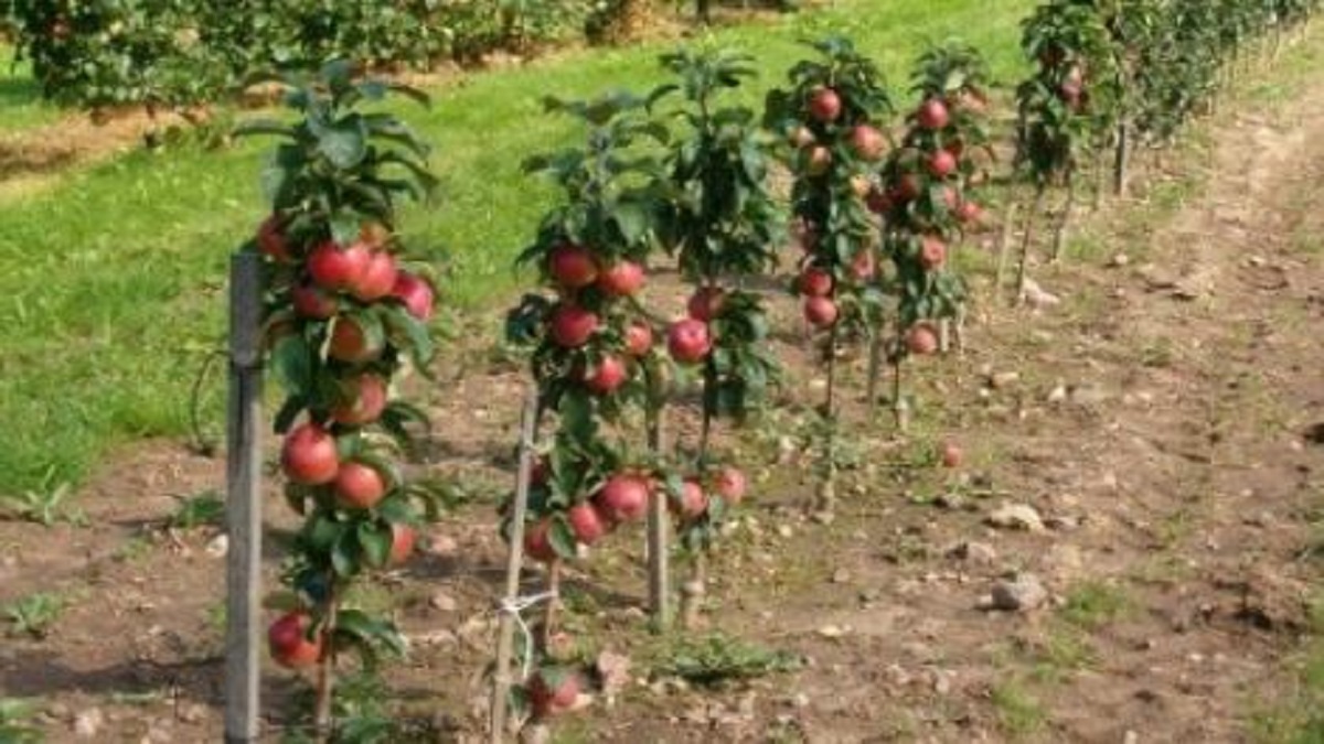 काश्मीरचे सफरचंद आता पुण्यात पिकतय, भोरच्या शेतकऱ्याची कमाल..
