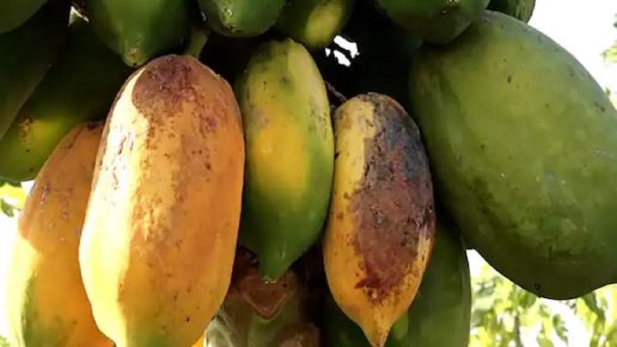Papaya farmers virus attack