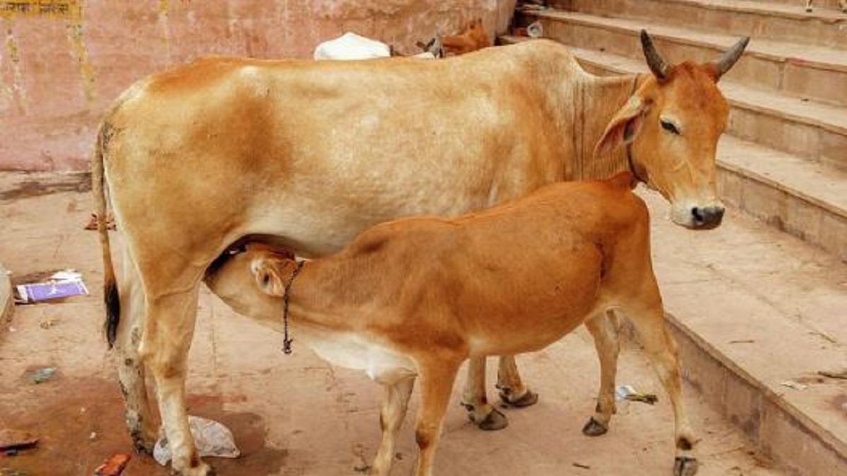Uttar Pradesh indigenous cows free cost
