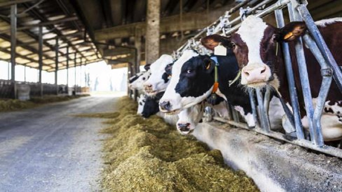 dairy farmers loan