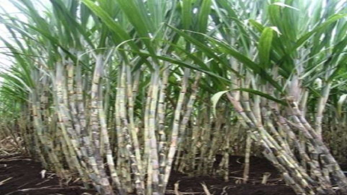 140 tons sugarcane