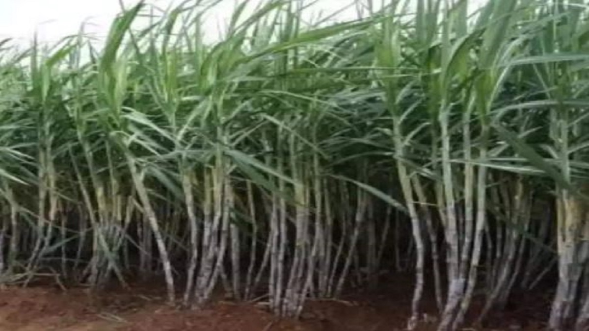 new variety sugarcane
