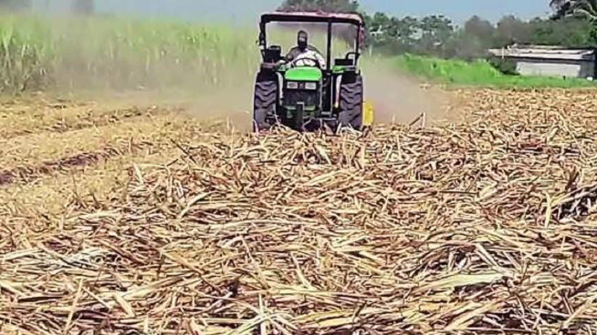Sugarcane harvesting program