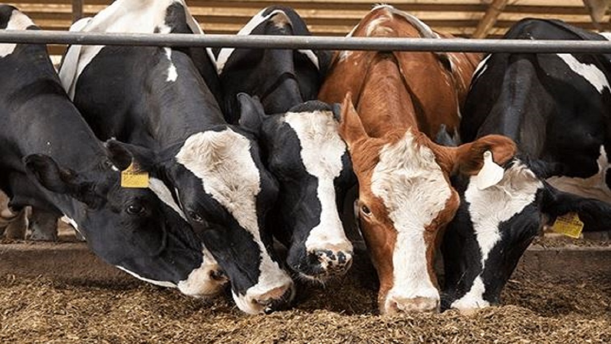 animal feed dairy business