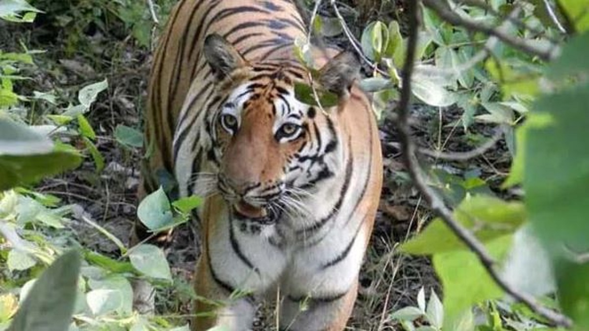 Farmer killed in tiger attack