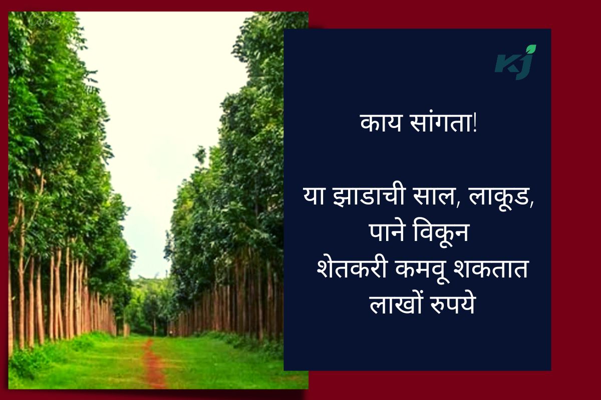 काय सांगता! या झाडाची साल, लाकूड, पाने विकून शेतकरी कमवू शकतात लाखों रुपये