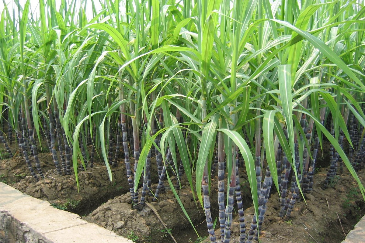 sugarcane variety update