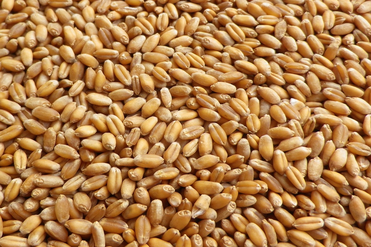 wheat rate update