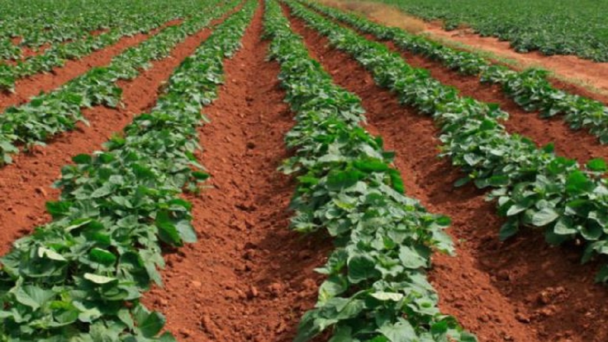 sweet potato increasing farming