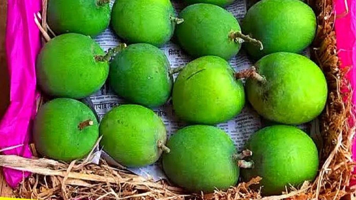 Hapus mangoes pune