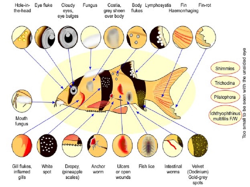 disease in fish
