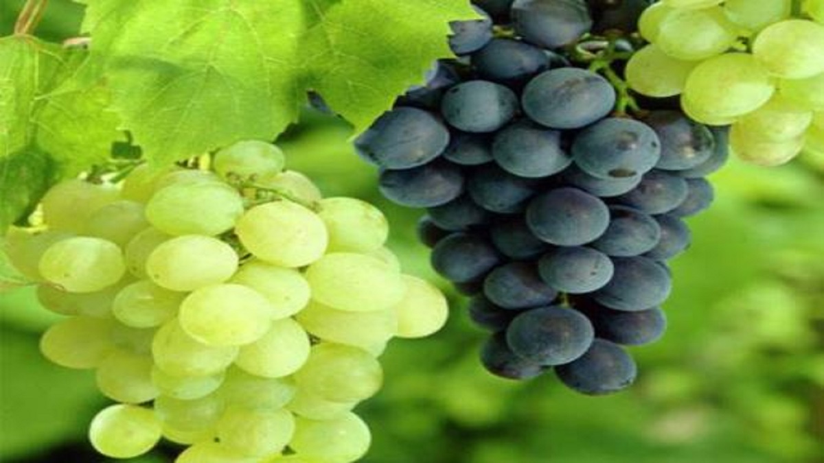 Grapes are fetching record prices