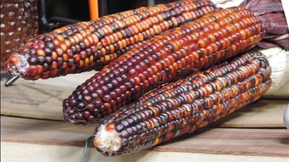 colored maize cultivation