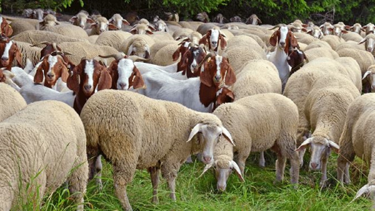Subsidy scheme goat and sheep rearing