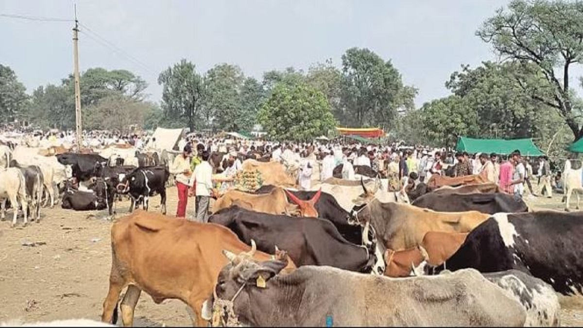 Livestock Marke ban lifted