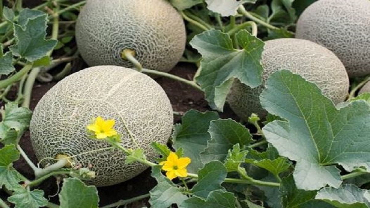 summer melon cultivation