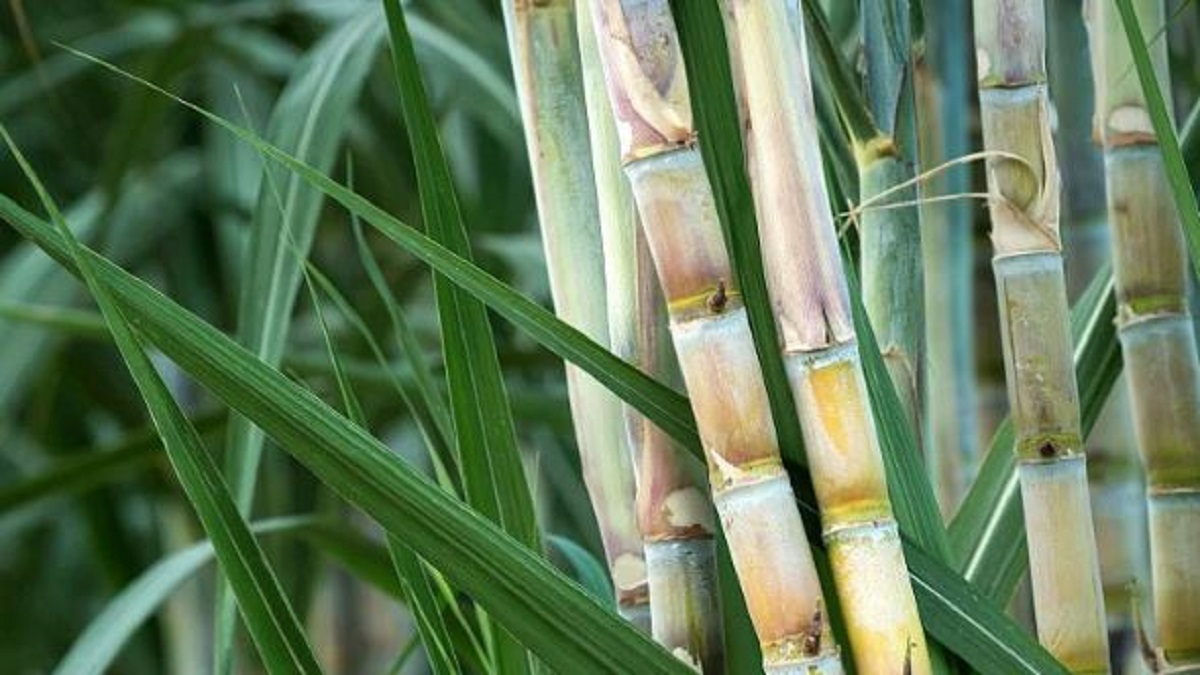 sugarcane growers