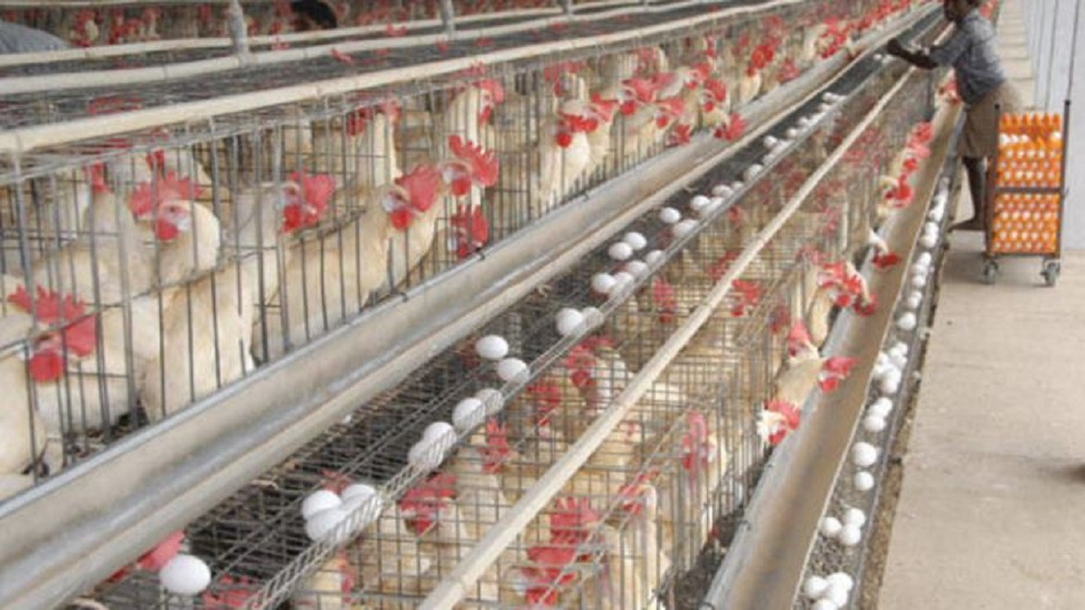 poultry shortage one crore eggs