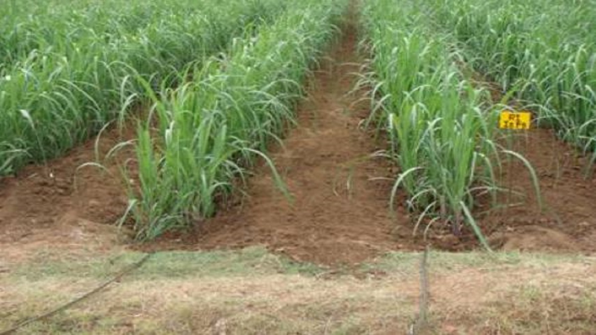 Sugarcane Fertilizer
