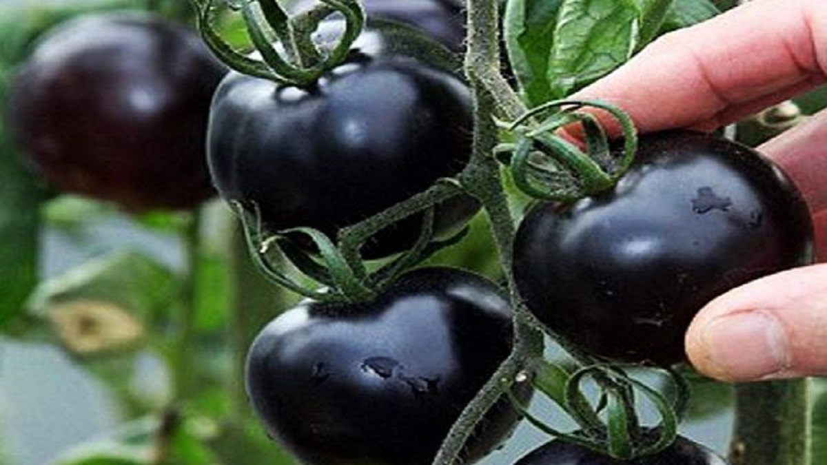 black tomatoes farming