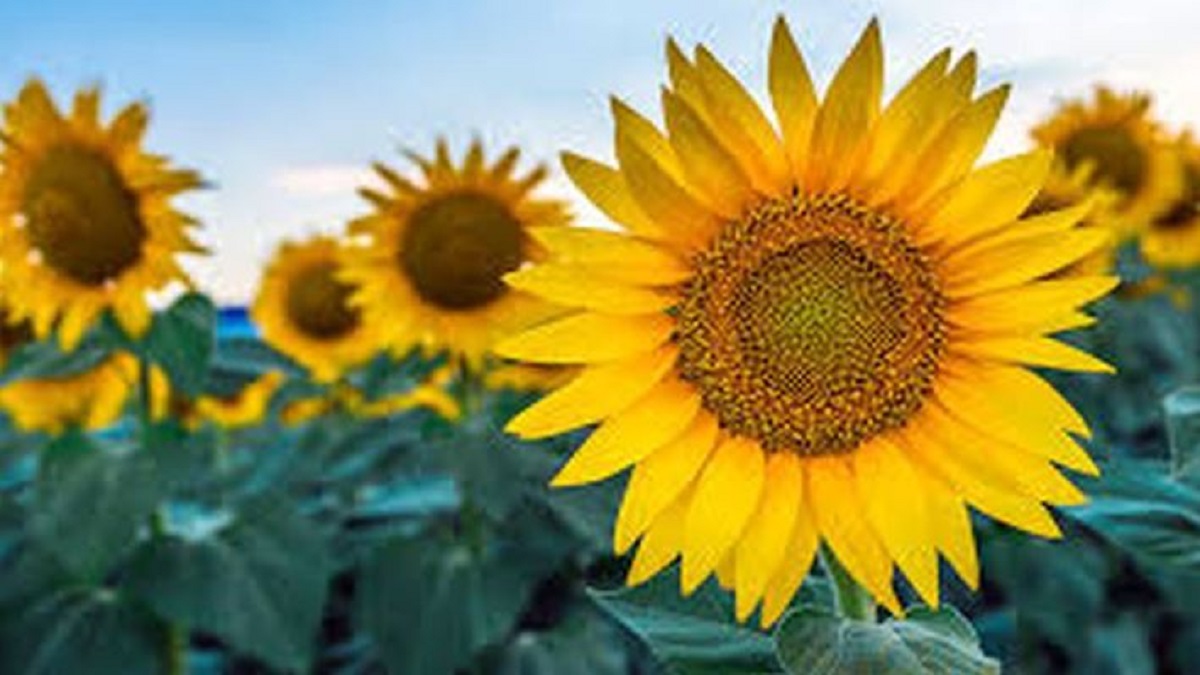 summer sunflower cultivation