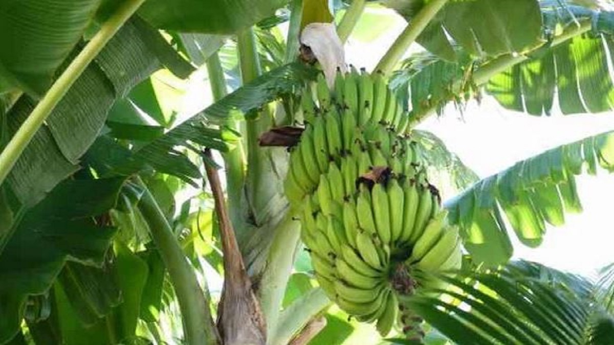 Increase in banana prices