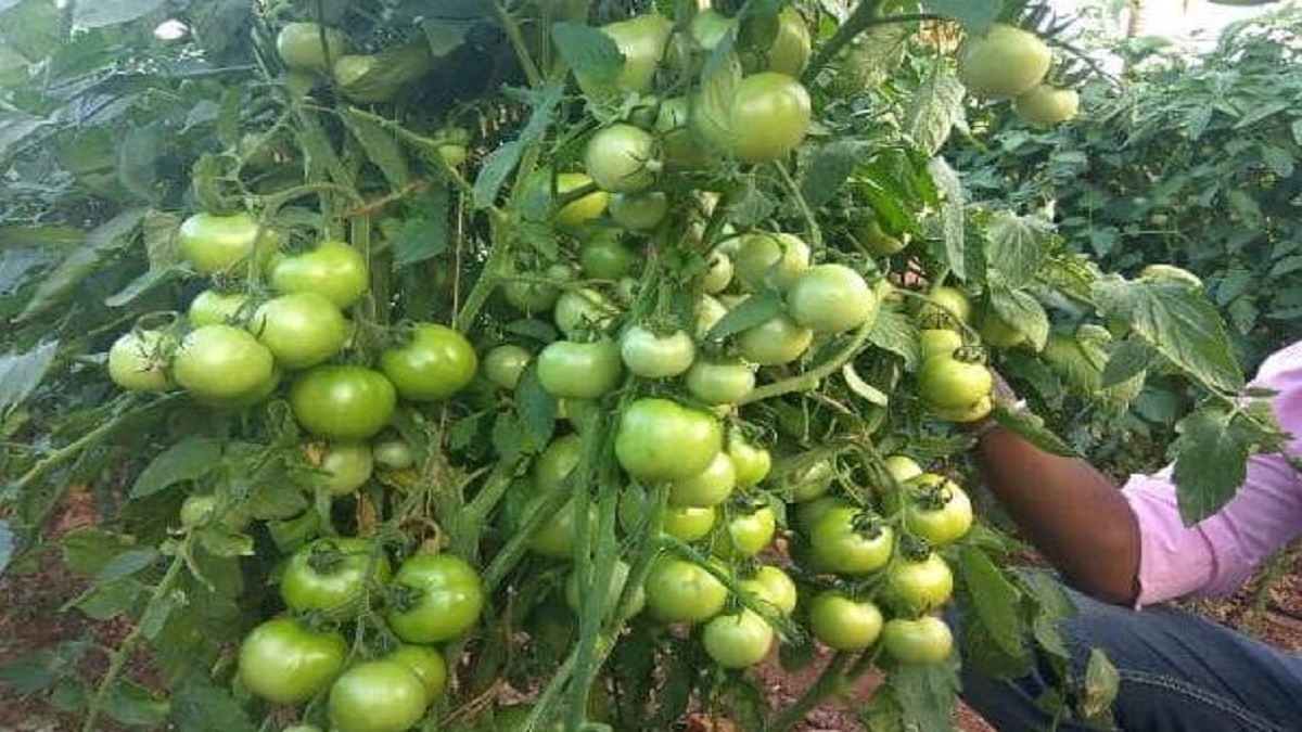 Advanced varieties of tomato