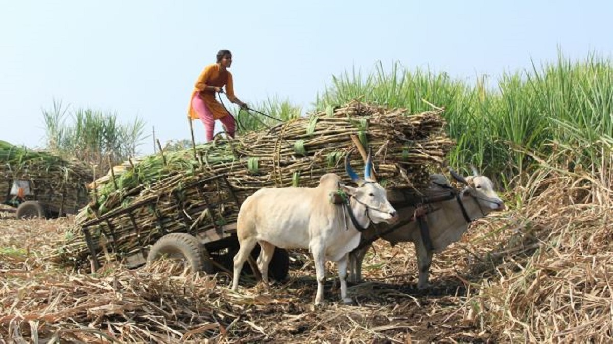 money for sugarcane cutting