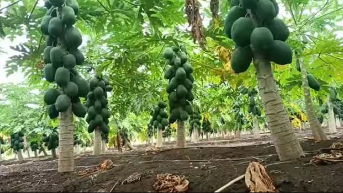 Hybrid technology of papaya