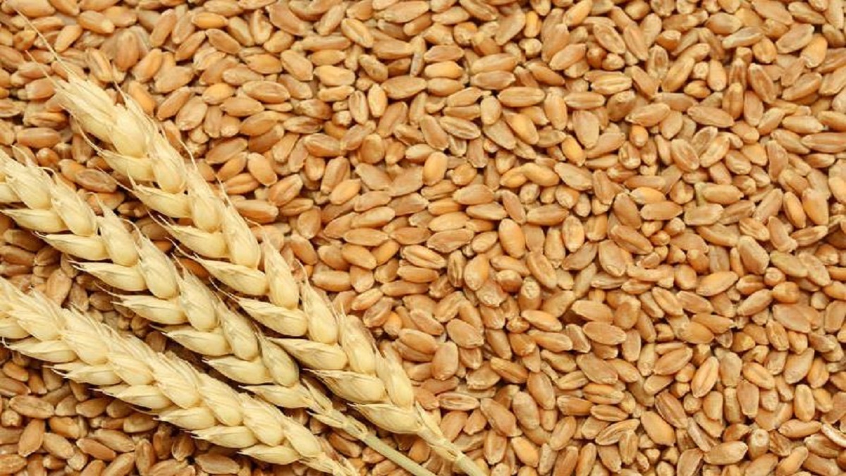 wheat price increase