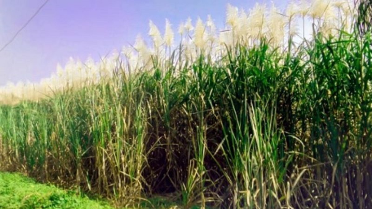 Causes of sugarcane rust