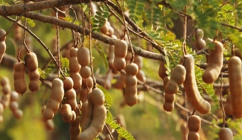 tamarind is high production
