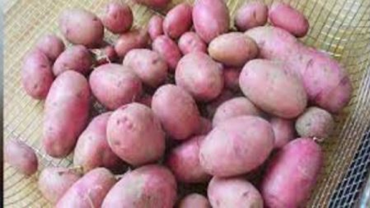 Red potato farming