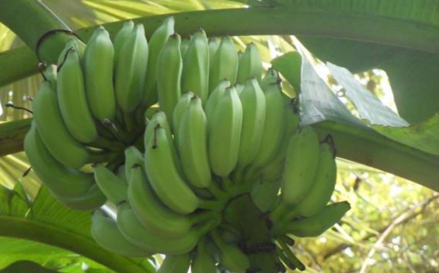tuber borer in banana