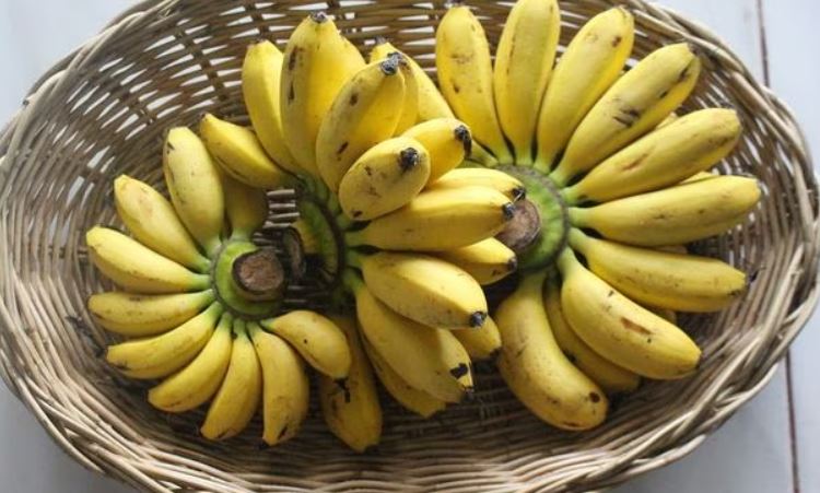 species of banana