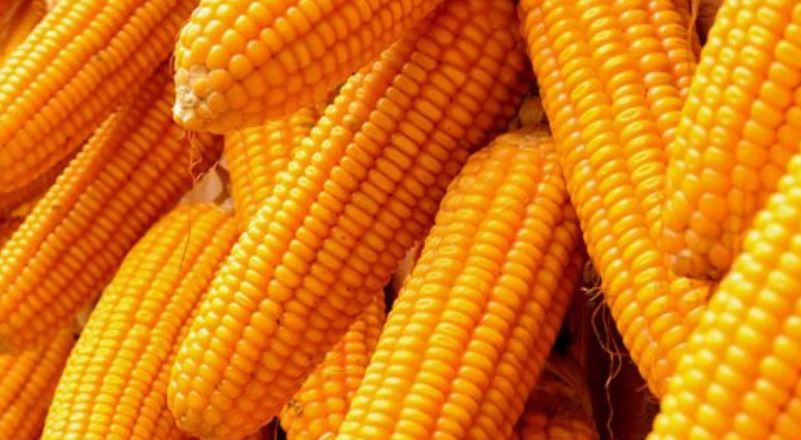Demand for maize