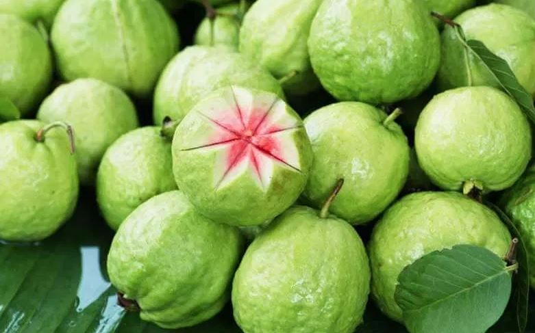 Farmers plant guava