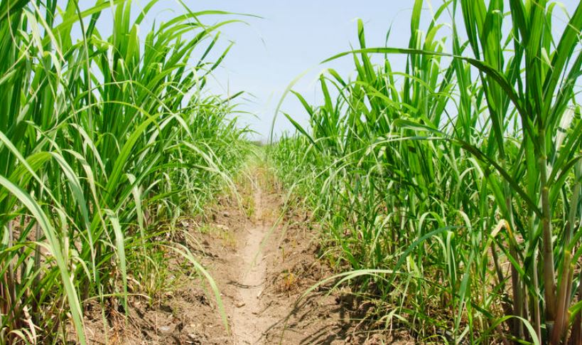 rid of pest infestation on sugarcane