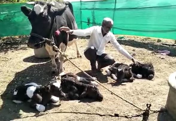 cow gave birth to four calves in Solapur