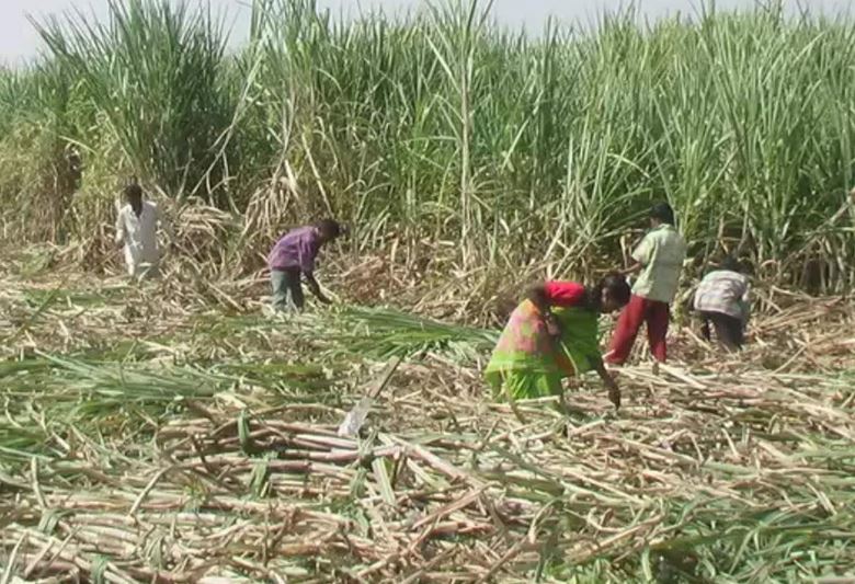 sugarcane cutting laborers