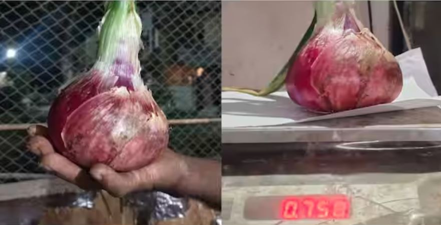 Baahubali onion in Sangli