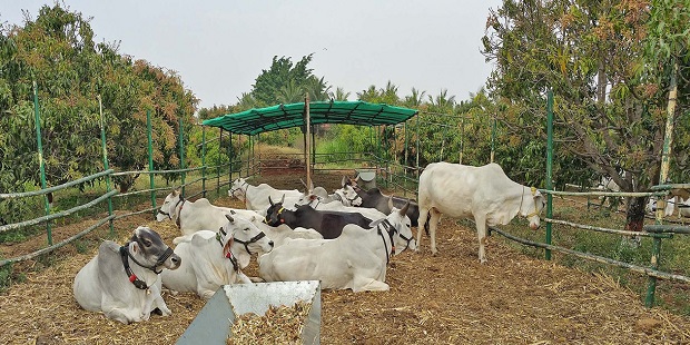 इथे सेंद्रिय शेतीसाठी देशी गायींच्या संगोपनासाठी दिले जाणार दरमहा ९०० रुपये