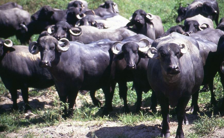 100 buffaloes and 100 acres of land