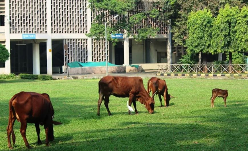 Get rid of stray cows